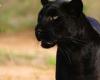 TF1 a pu filmer une « panthère » noire rarissime venue d’Afrique