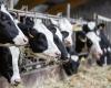 Pourquoi la grippe aviaire frappe-t-elle les vaches aux États-Unis ? – .