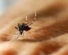 Virus vecteur, colonisation du pays en cours, éradication impossible… la chasse au moustique tigre est ouverte