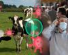 Pourquoi la propagation de la grippe aviaire chez les vaches pourrait menacer les humains