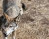 agneaux attaqués dans un GAEC à Saint-Léger-Magnazeix, le loup soupçonné