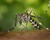 augmentation des cas de dengue en Occitanie – Le Petit Journal