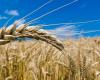Prix ​​du blé, du maïs et du soja en fonction des fluctuations climatiques