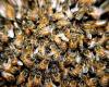 des centaines d’abeilles en fuite, après un accident sur l’A7