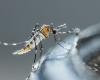Santé. Recrudescence impressionnante des cas de dengue : faut-il s’inquiéter ?