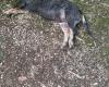 Un chien de chasse abattu à Villemur-sur-Tarn, accident ou tir intentionnel ? – .