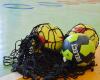 Handball : journée de rêve pour Pau-Nousty Sports