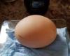 Une poule pond un œuf pesant 152 grammes