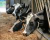 Pourquoi la maladie affectant les bovins va bientôt reprendre