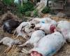 35 moutons tués en Côte-d’Or, 28 dans l’Yonne… le loup fait de nouveau des ravages en Bourgogne