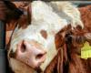 ce que nous savons du virus H5N1 qui se propage parmi les vaches aux États-Unis