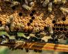 un nid d’abeilles dans un caddie provoque la panique chez Lidl, les apiculteurs interviennent