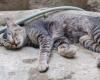 une mystérieuse vague de morts de chats dans ce village français inquiète les habitants