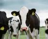 La grippe H5N1 touche les vaches laitières aux États-Unis. Faut-il s’inquiéter ? – .