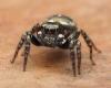 Que sait-on de ces araignées sauteuses inconnues qui viennent d’être repérées en Grande-Bretagne ? – Édition du soir Ouest-France – .