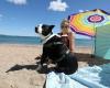 La plage du Pacha à Fréjus, véritable eldorado pour les propriétaires de chiens