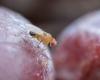 Libération de guêpes asiatiques pour sauver les cerises d’Ardèche