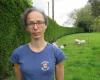 Dans le Morbihan, 19 moutons en éco-pâturage tués par des chiens
