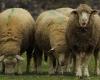 quatre moutons inscrits dans une école pour sauver une classe menacée de fermeture