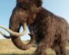 les mammouths étaient-ils déjà chassés pour leur ivoire par les humains ? – .