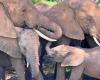Les grognements des éléphants pourraient être uniques à chacun d’eux (étude)