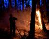 La répétition des incendies de forêt provoque une régression biologique