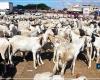 119.298 moutons transportés vers Dakar et autres régions, au 13 juin – Agence de presse sénégalaise – .