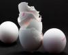 Les experts démontrent que les coquilles d’œufs récupèrent des terres rares pour une transition énergétique plus verte ! – .