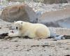 Les ours polaires de la baie d’Hudson pourraient disparaître d’ici 2030