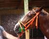 Un violent incendie provoque la mort de 70 chevaux dans un haras du Calvados