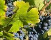 Pourquoi le vignoble de Cahors dans le Lot veut arracher au moins 600 hectares de vignes