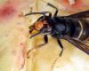 Les apiculteurs du Territoire de Belfort en guerre contre le frelon asiatique