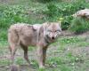 Un loup tué par un chasseur, plus de 50 depuis le début de l’année en France