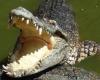 Non, un crocodile ne vit pas au lac d’Arques dans la Haute Vallée de l’Aude