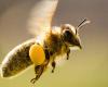 Les abeilles suisses seront traitées comme du bétail