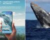 une application mobile dédiée à l’observation des baleines à bosse depuis les côtes de La Réunion ! – .