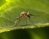 En Floride, on détruit les moustiques avec des drones