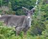 Aucun décret d’urgence en vue pour le caribou de la Gaspésie