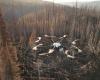 Des drones en renfort pour reboiser une forêt incendiée au Québec