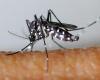 l’Institut Pasteur met en garde contre la transmission de virus par les moustiques tigres pendant les JO