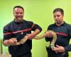 Serpents, iguanes… ces pompiers de Seine-Maritime formés à la manipulation des reptiles