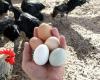 Les Français mangent en moyenne 224 œufs par an, un record, la filière souhaiterait désormais investir massivement dans les poulaillers