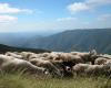 transhumance en fête avec 800 moutons en route vers le Larzac