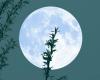 Que nous réserve la Pleine Lune des Fraises 2024 ? – .