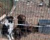 Carcassonne. 8 200 € d’amende pour les éleveurs de chiens, interdits de détention à vie