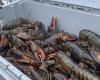 Le prix du homard des Îles continue de baisser