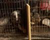 Atlantiques – Appel urgent à l’aide pour 70 animaux maltraités