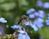 ces abeilles au repos remportent le prix du concours photo lors de la Semaine des Insectes