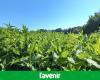 La silphia, cultivée depuis 2021 à Louvain-la-Neuve, est-elle le nouvel or vert de la Wallonie ? – .