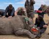 Cornes de rhinocéros radioactives contre les braconniers